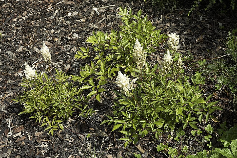 Astilbe × japonica 'Deutschland' (Deutschland Astilbe) (alternate view 2)