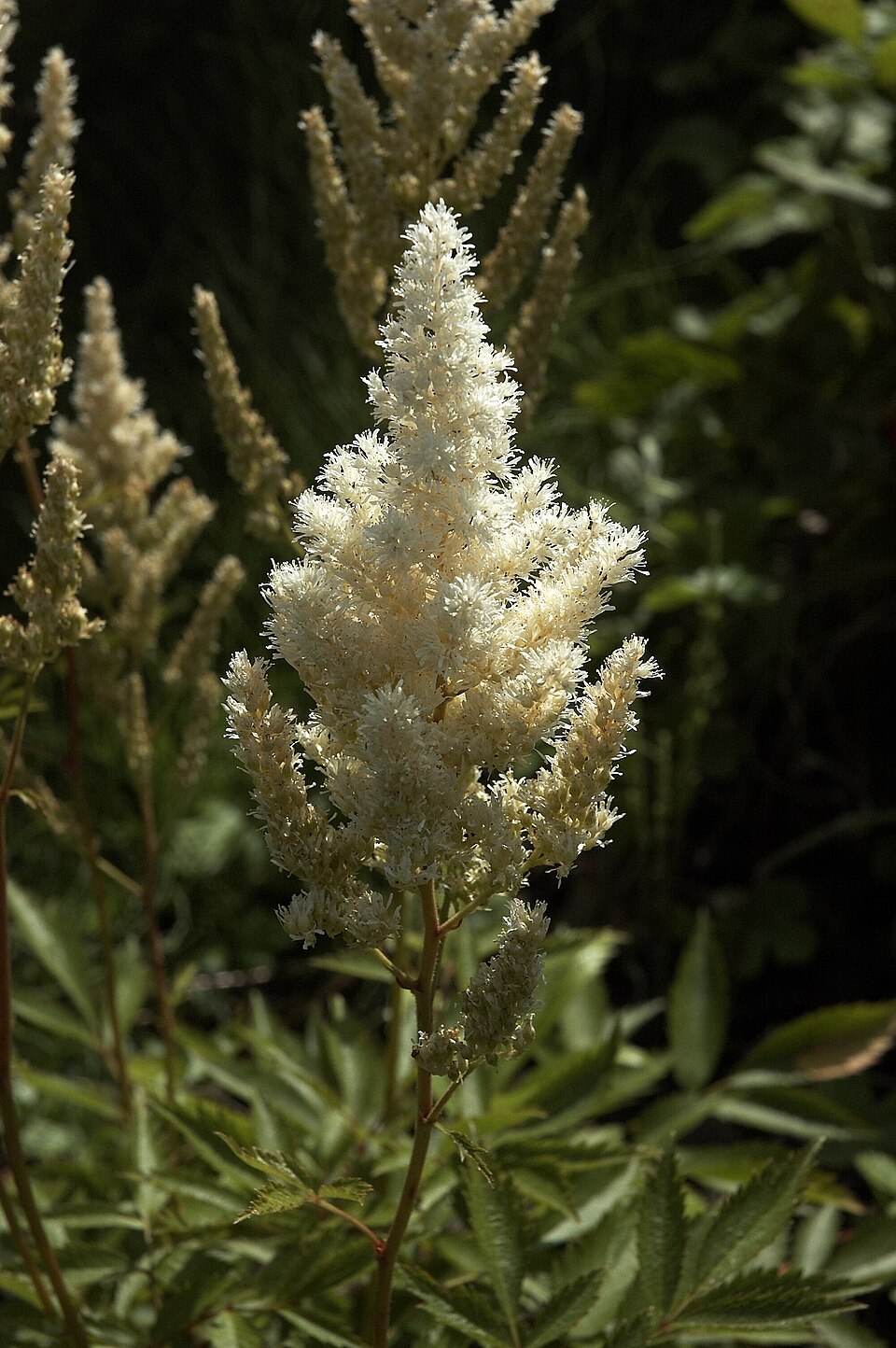 Astilbe × japonica 'Deutschland' (Deutschland Astilbe) (alternate view 3)