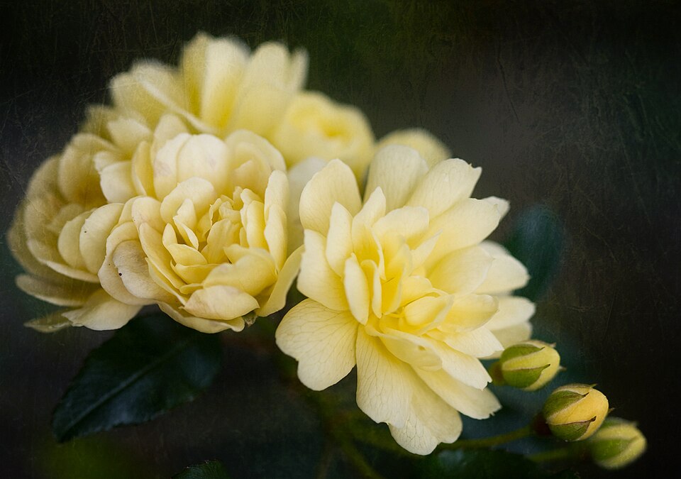 Rosa banksiae 'Lutea' (alternate view 2)