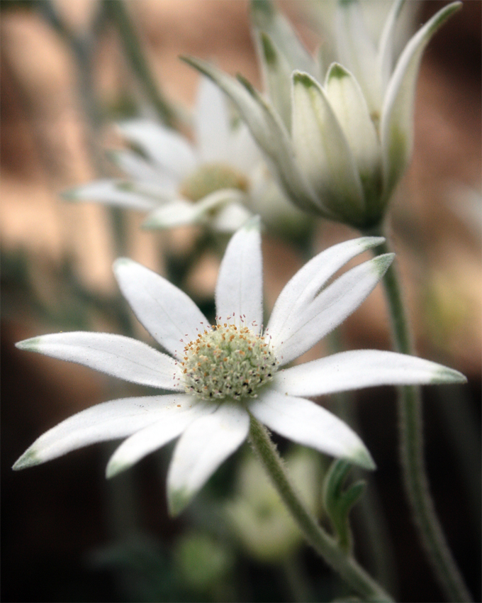 Actinotus helianthi (Flannel Flower) (alternate view 5)
