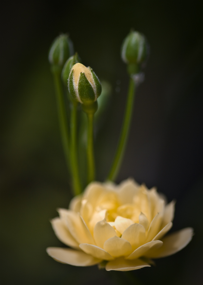 Rosa banksiae 'Lutea' (alternate view 3)