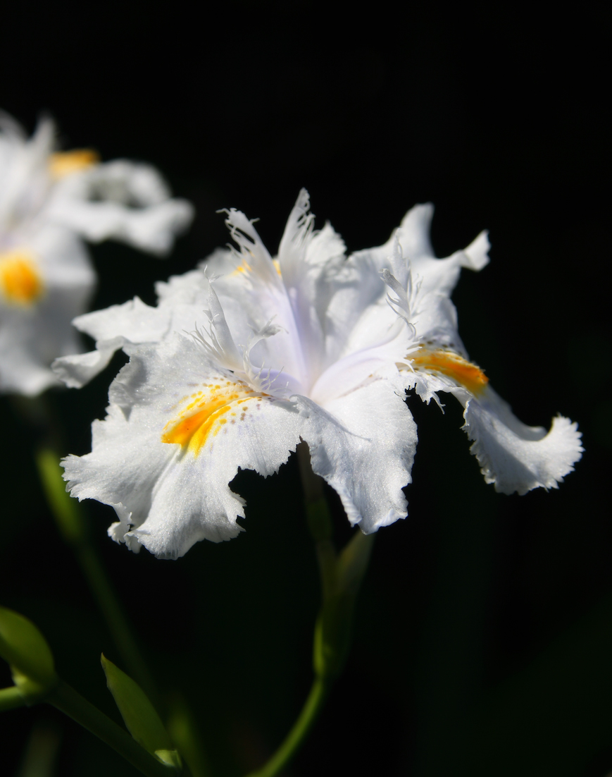 Iris japonica, Fringed iris — spreading evergreen (Iridaceae) (image 9 of 10)