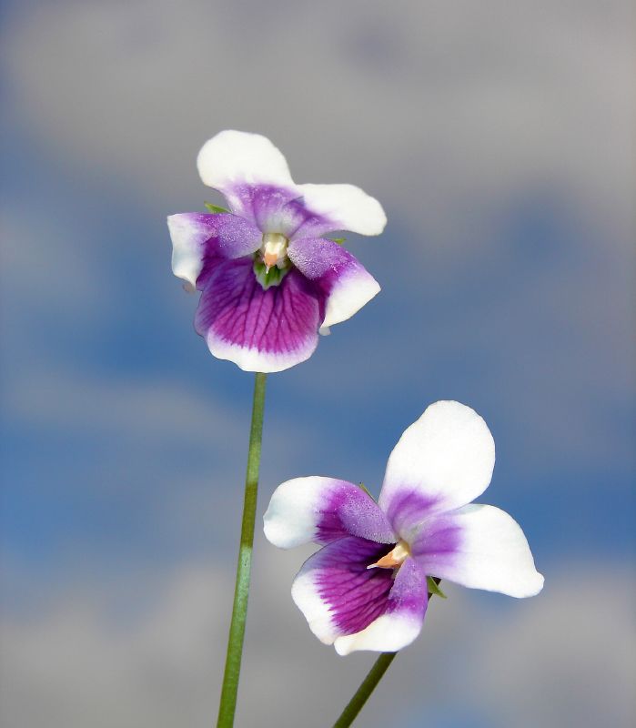 Viola banksii (Banks' Violet) (alternate view 9)