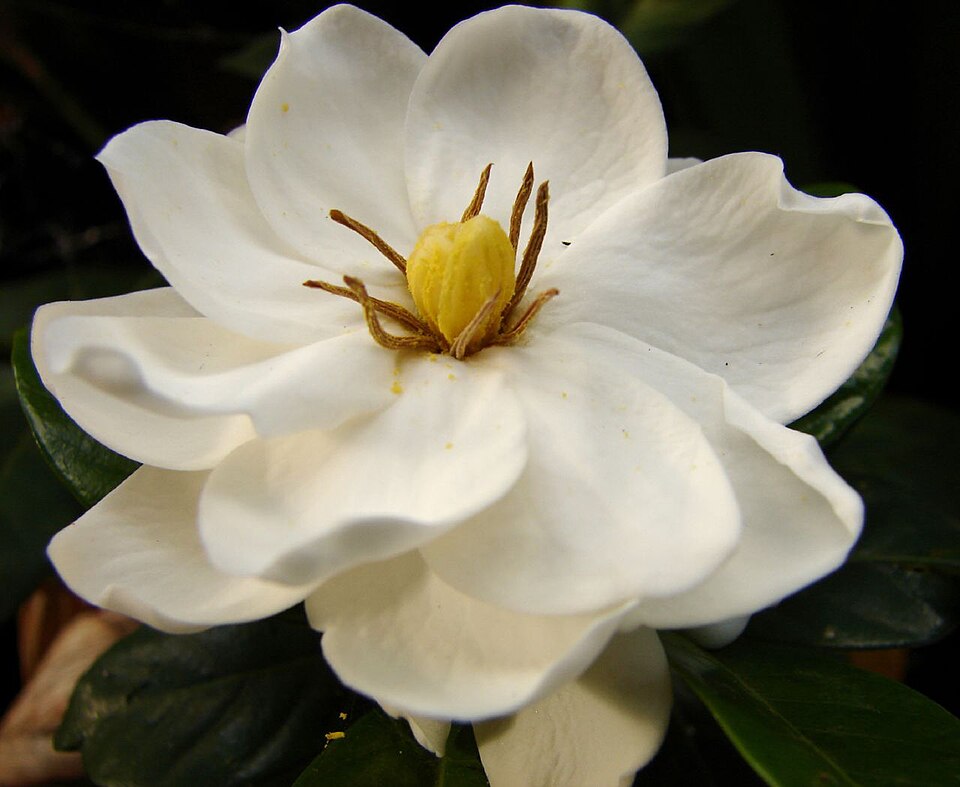 Gardenia jasminoides (Gardenia) (alternate view 6)