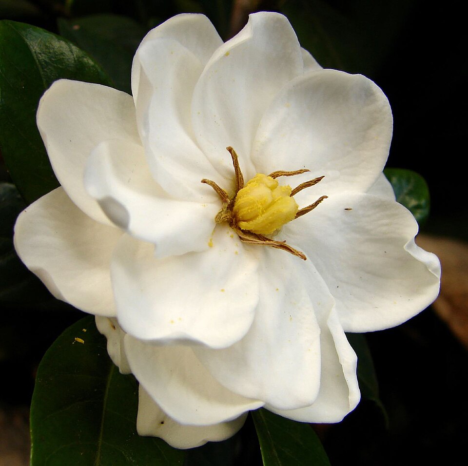 Gardenia jasminoides (Gardenia) (alternate view 7)
