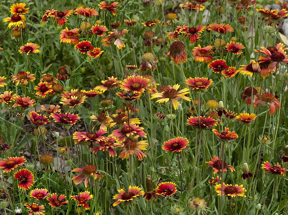 Gaillardia aristata (blanketflower) (alternate view 11)
