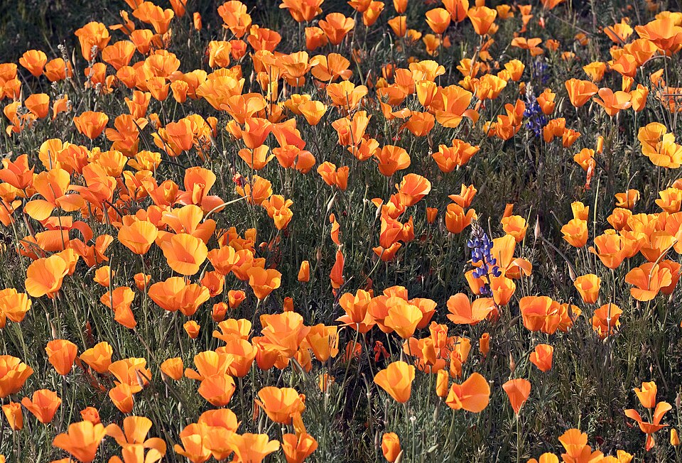 Eschscholzia californica (California poppy) (alternate view 8)