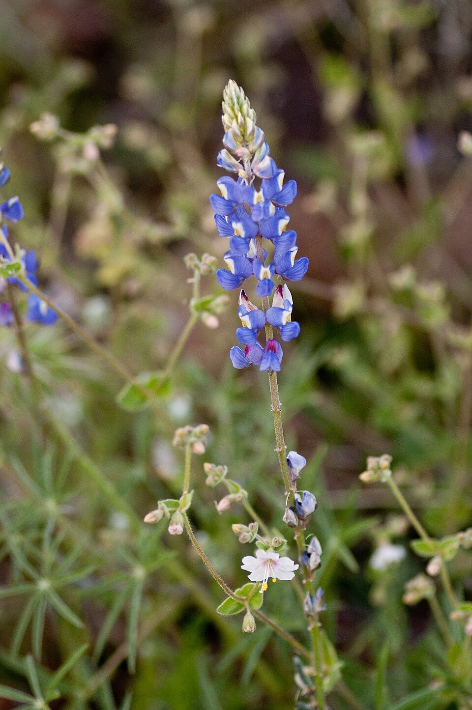 Lupinus sparsiflorus (Coulter's lupine) (alternate view 8)