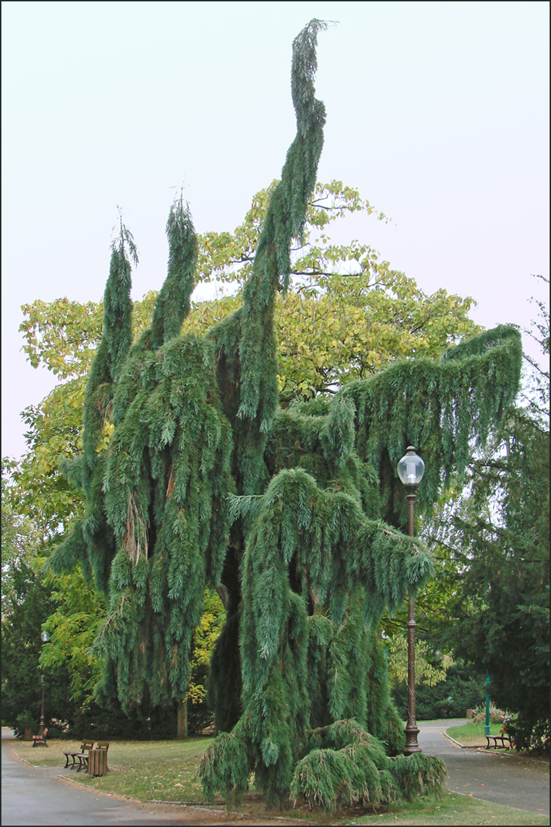 Sequoiadendron giganteum 'Pendulum' (weeping Giant Sequoia) (alternate view 3)