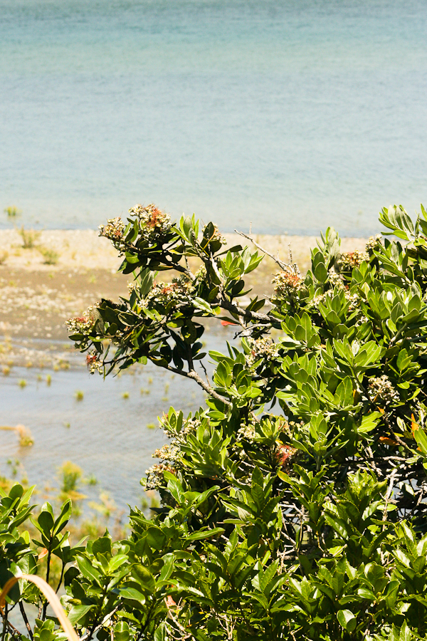 Metrosideros excelsa, Pohutukawa — spreading evergreen (Myrtaceae) (image 6 of 9)