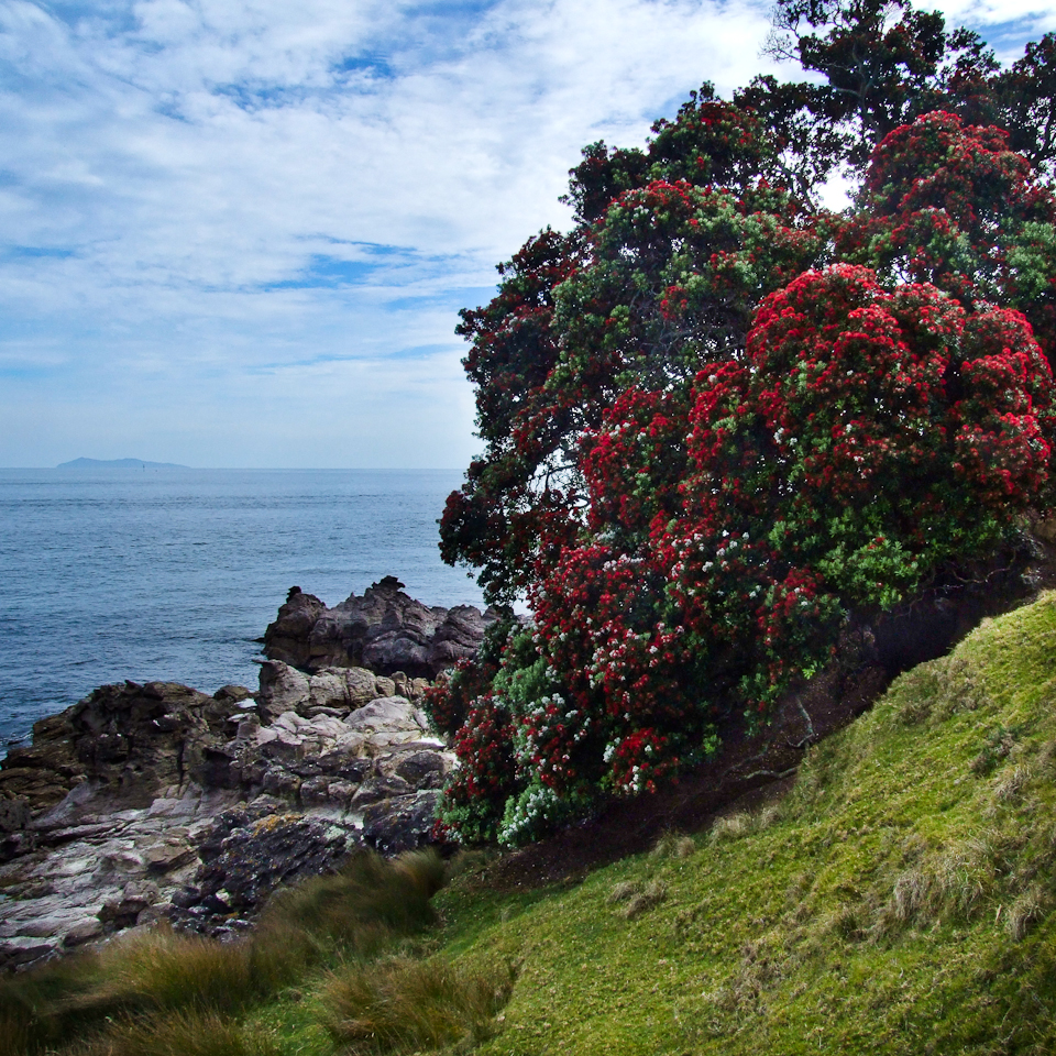 Metrosideros excelsa, Pohutukawa — spreading evergreen (Myrtaceae) (image 7 of 9)