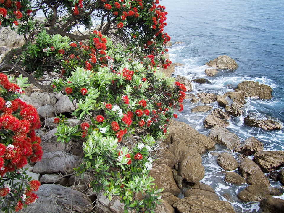 Metrosideros excelsa, Pohutukawa — spreading evergreen (Myrtaceae) (image 8 of 9)