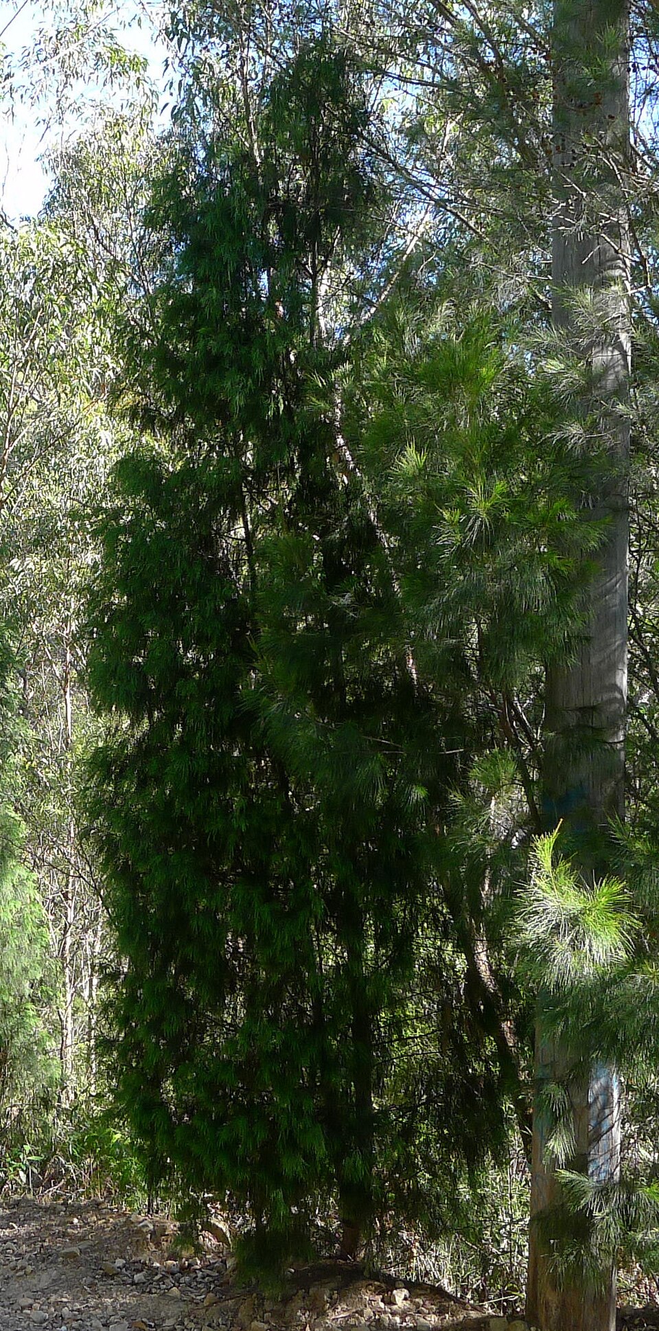 Callitris rhomboidea (Oyster Bay cypress-pine)