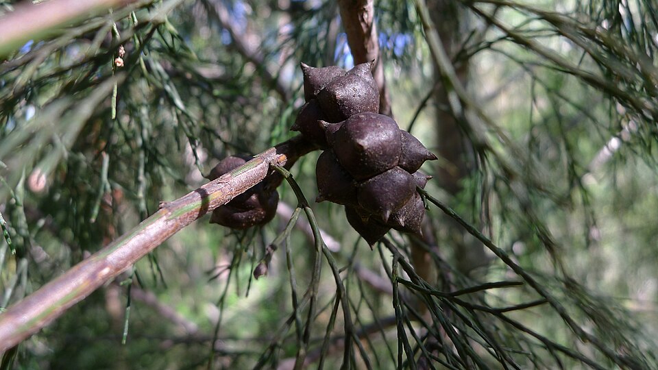Callitris rhomboidea (Oyster Bay cypress-pine) (alternate view 2)