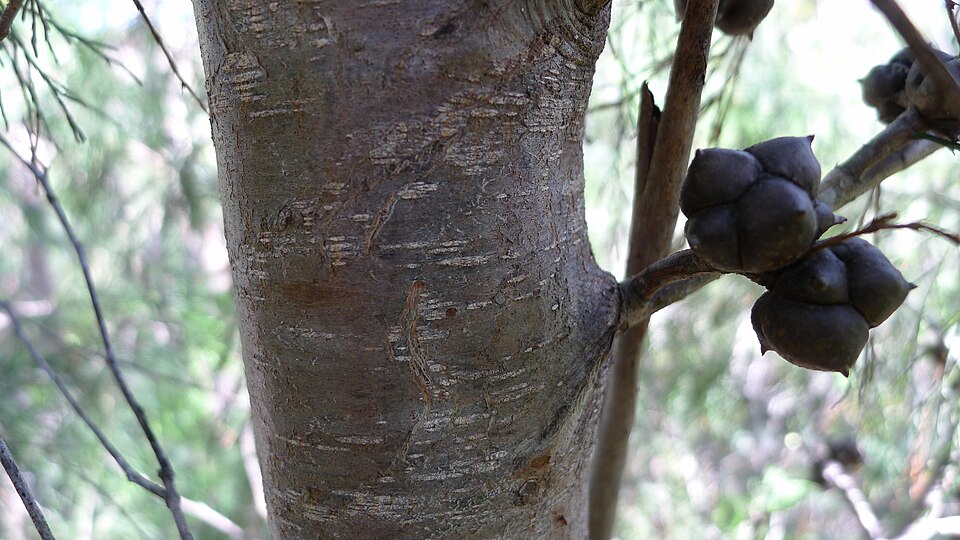 Callitris rhomboidea (Oyster Bay cypress-pine) (alternate view 3)