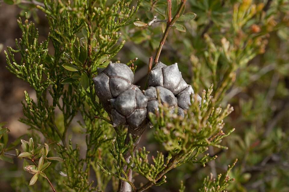 Callitris rhomboidea (Oyster Bay cypress-pine) (alternate view 4)