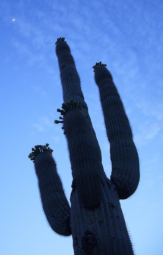 Carnegiea gigantea (saguaro)