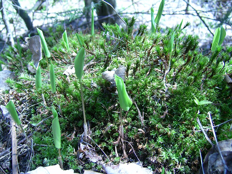 Polytrichum juniperinum (juniper haircap moss)