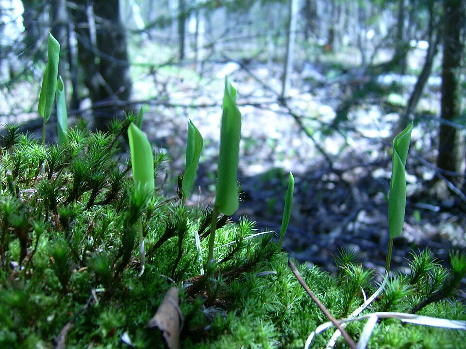 Polytrichum juniperinum (juniper haircap moss)