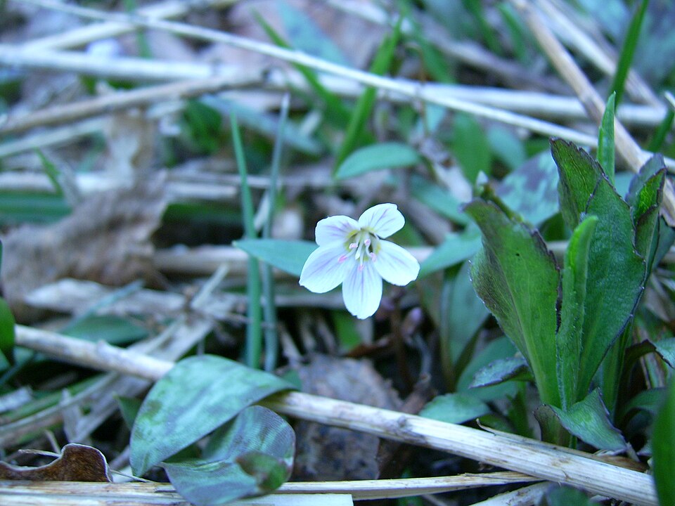 Claytonia caroliniana (Carolina Springbeauty) (alternate view 2)