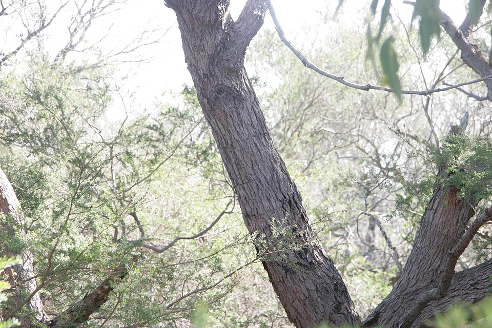 Corymbia gummifera (Red Bloodwood) (alternate view 2)