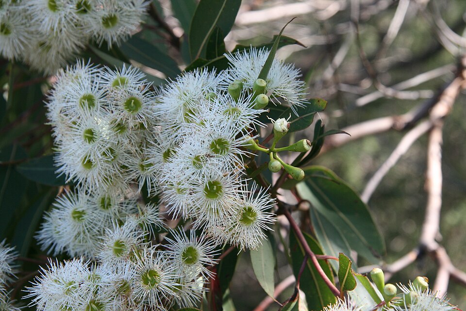 Corymbia gummifera (Red Bloodwood) (alternate view 3)