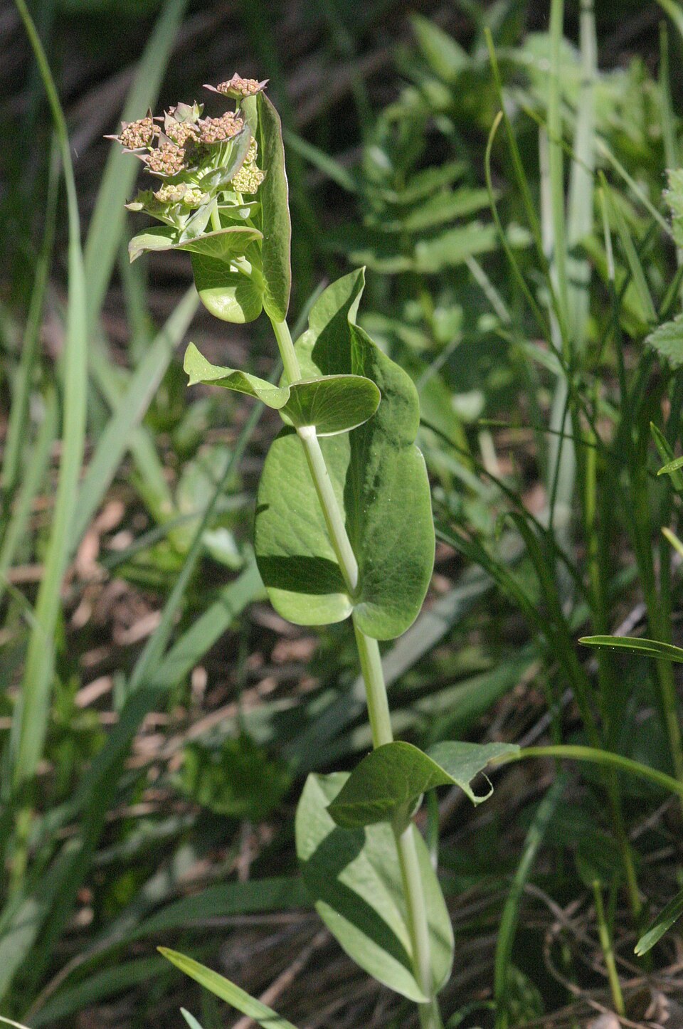 Bupleurum longifolium (Long-leaved Hare's Ear) (alternate view 10)