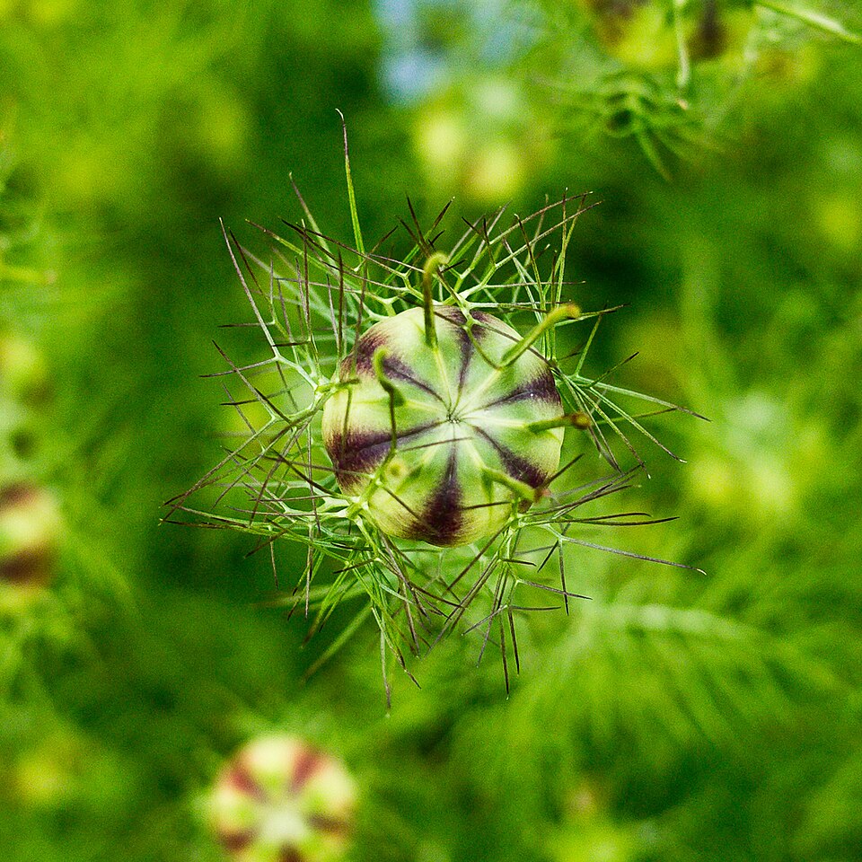 Nigella (Love-in-a-mist)