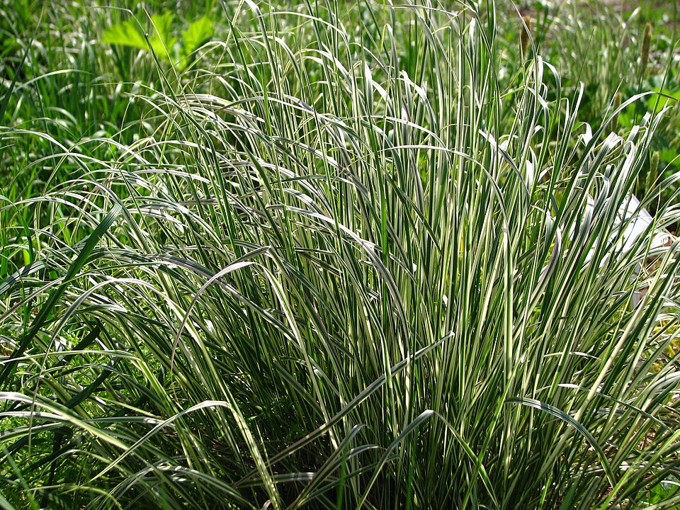 Calamagrostis × acutiflora 'Overdam' (Overdam Feather Reed Grass) (alternate view 2)
