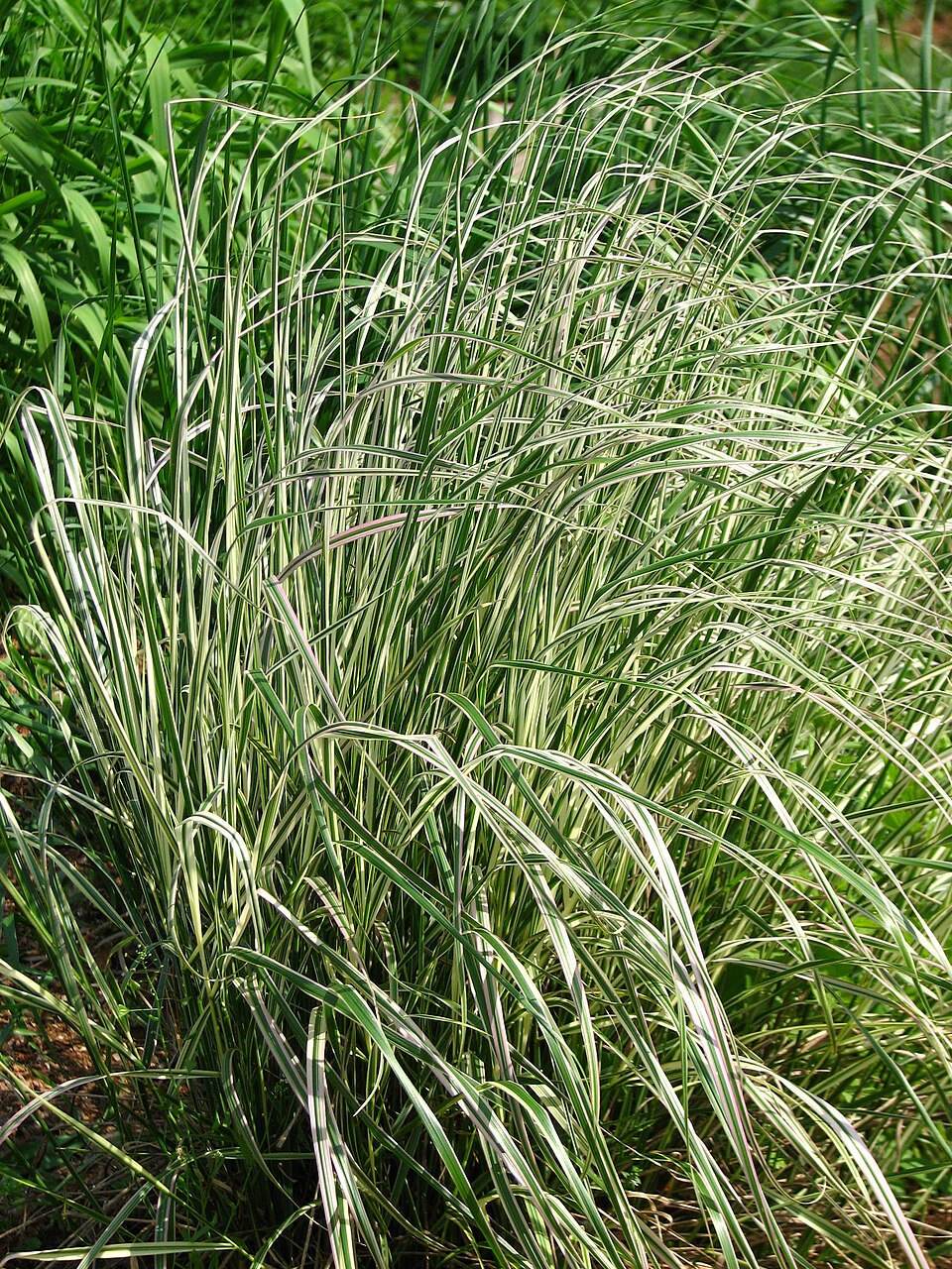 Calamagrostis × acutiflora 'Overdam' (Overdam Feather Reed Grass) (alternate view 3)