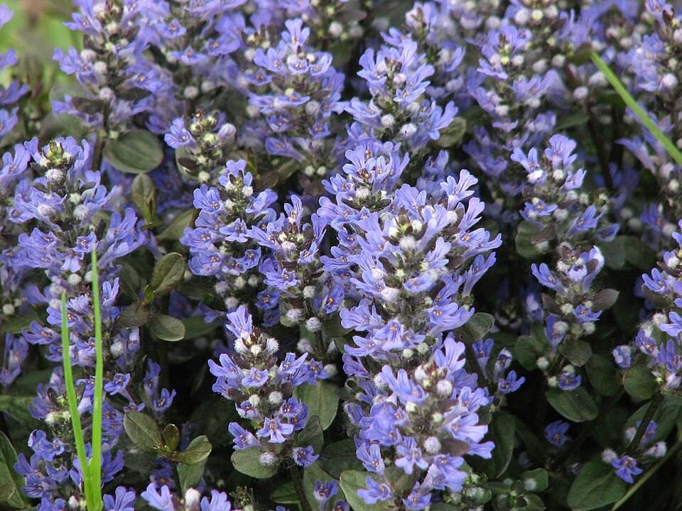 Ajuga reptans 'Chocolate Chip' (Chocolate Chip Bugleweed)