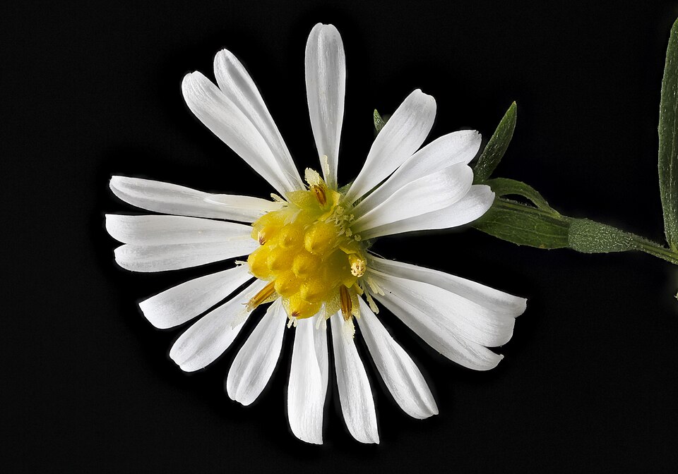 Symphyotrichum pilosum (hairy white oldfield aster)
