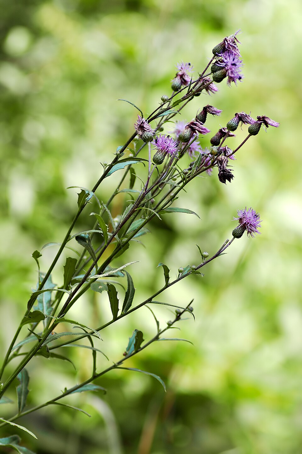 Cirsium arvense (Canada thistle) (alternate view 6)