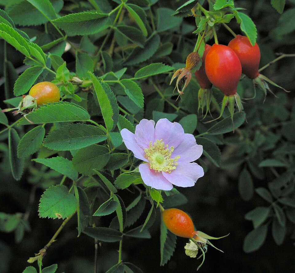 Rosa californica (California Wild Rose) (alternate view 4)