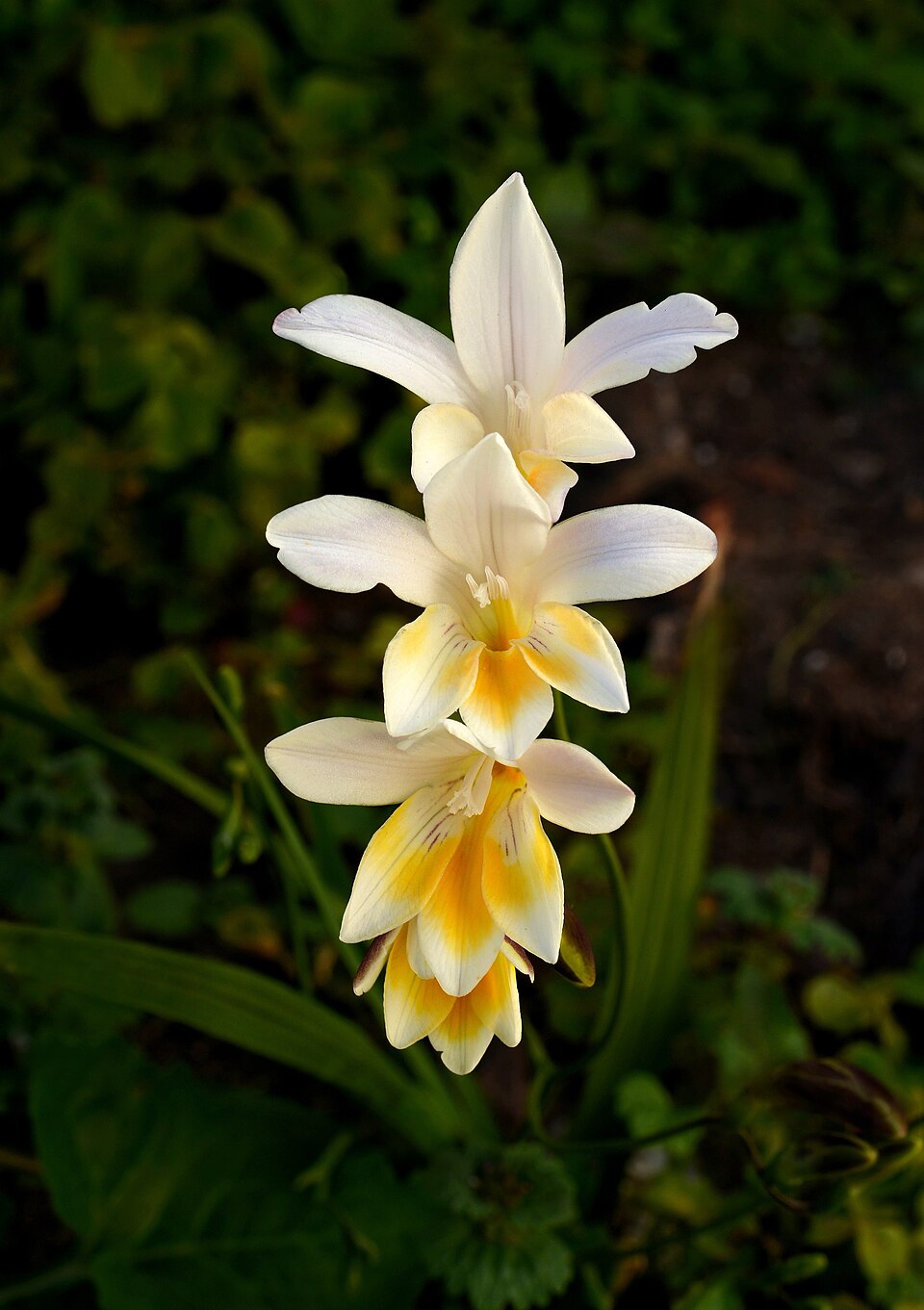 Freesia leichtlinii (Dune Kammetjie) (alternate view 9)