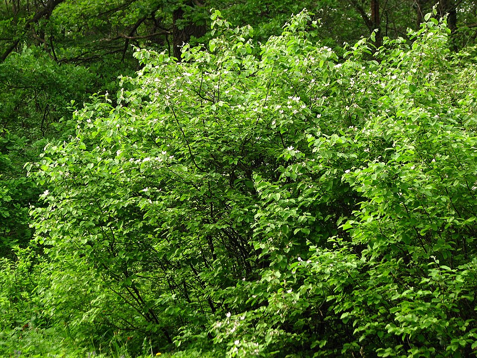 Cydonia oblonga (Quince) (alternate view 7)