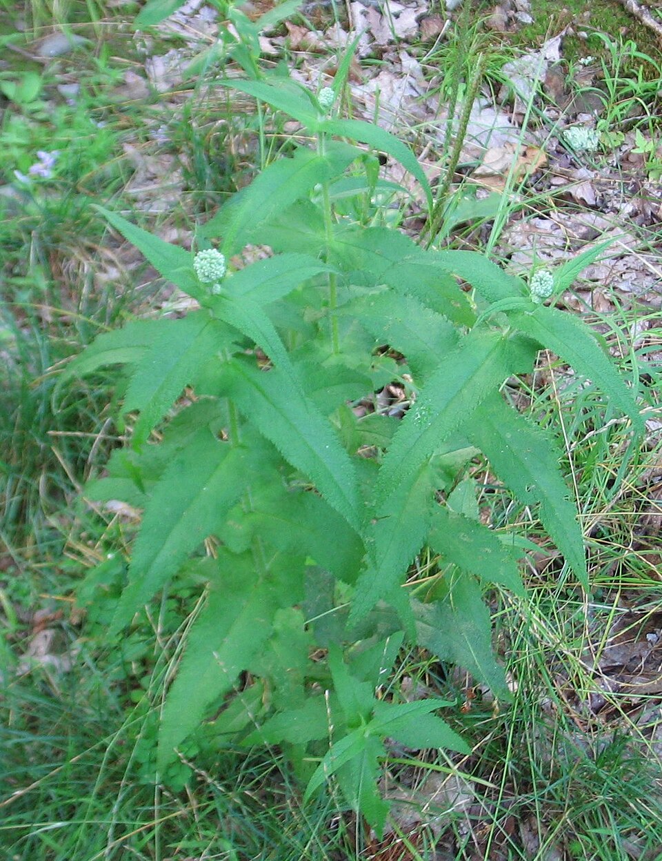 Eupatorium perfoliatum (Boneset)