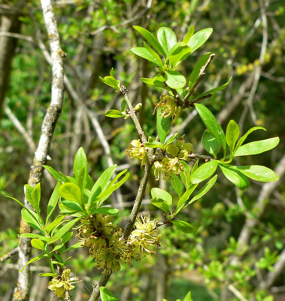Forestiera pubescens (Downy Forestiera) (alternate view 6)