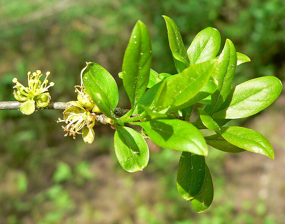 Forestiera pubescens (Downy Forestiera) (alternate view 7)