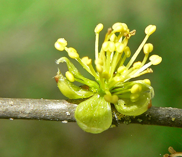 Forestiera pubescens (Downy Forestiera) (alternate view 8)