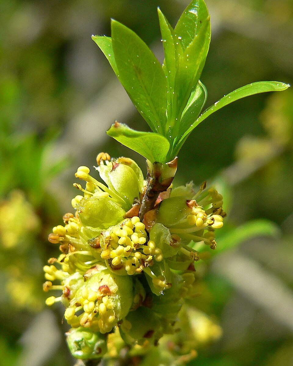 Forestiera pubescens (Downy Forestiera) (alternate view 9)