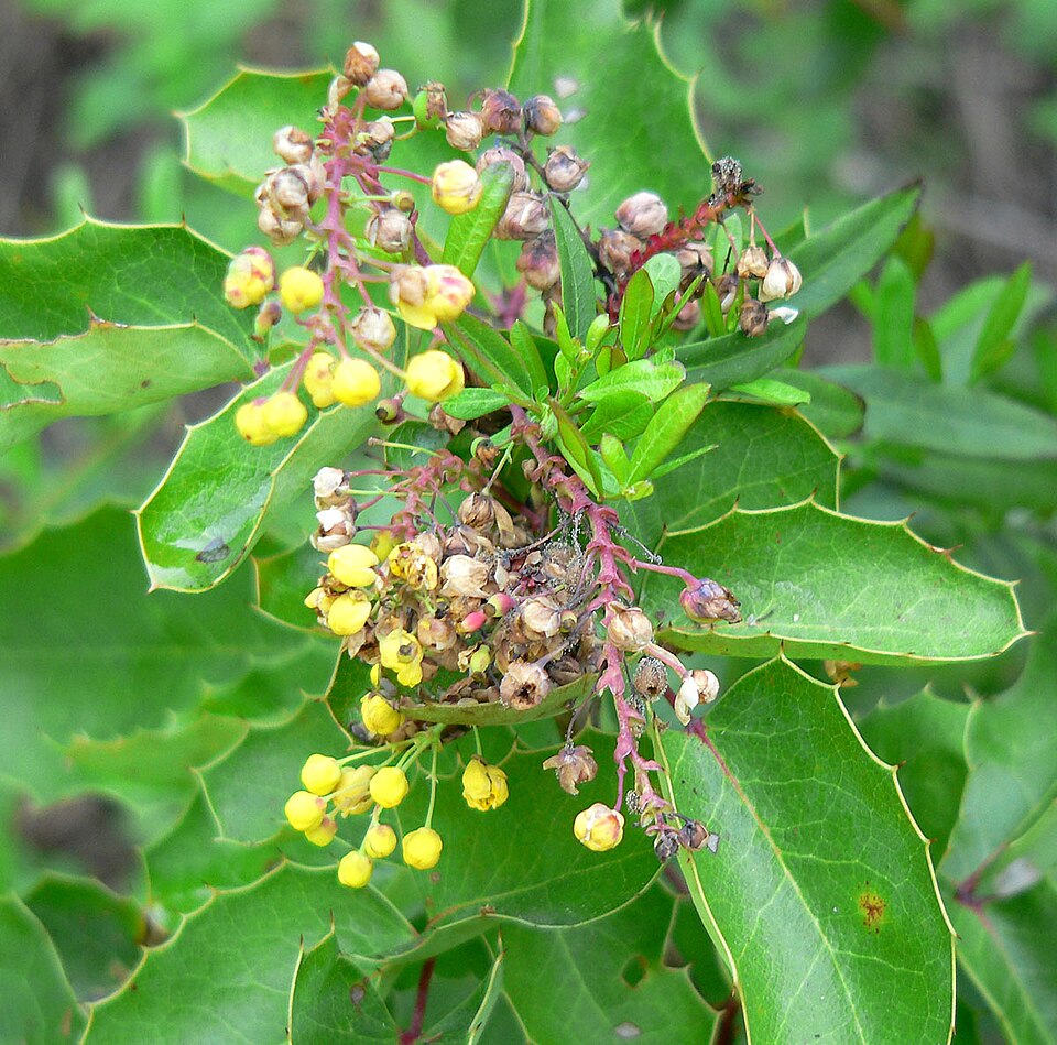 Berberis repens (creeping mahonia)