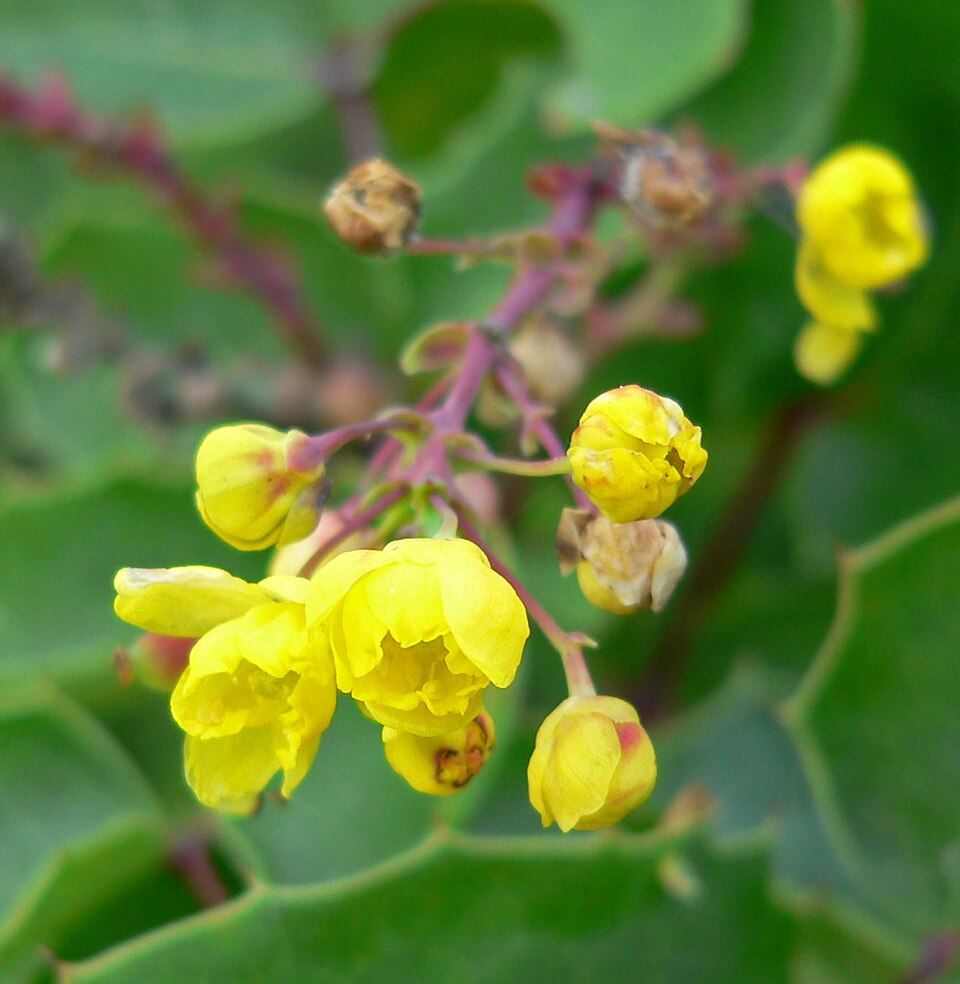 Berberis repens (creeping mahonia)