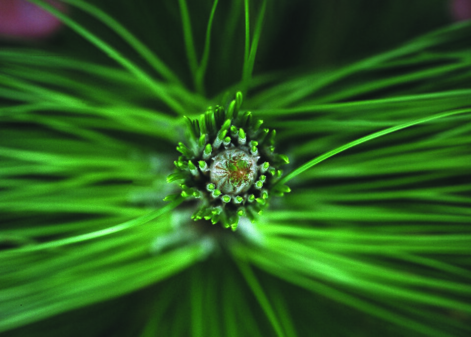 Pinus palustris (longleaf pine) (alternate view 4)
