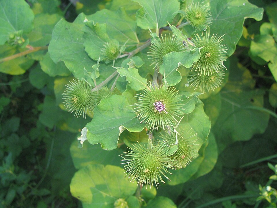 Arctium lappa (greater burdock)