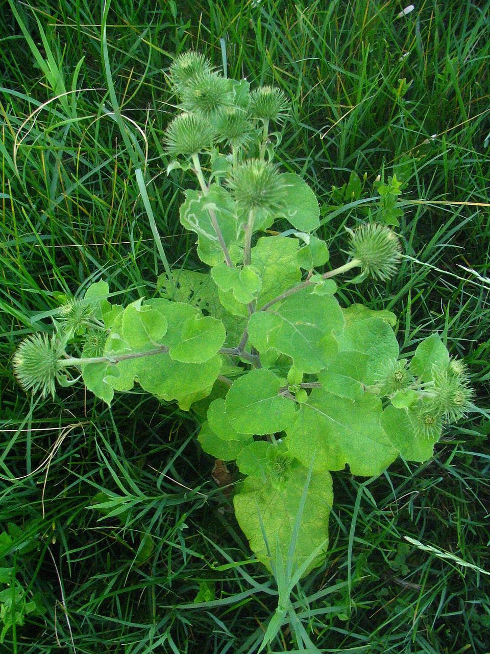 Arctium lappa (greater burdock)