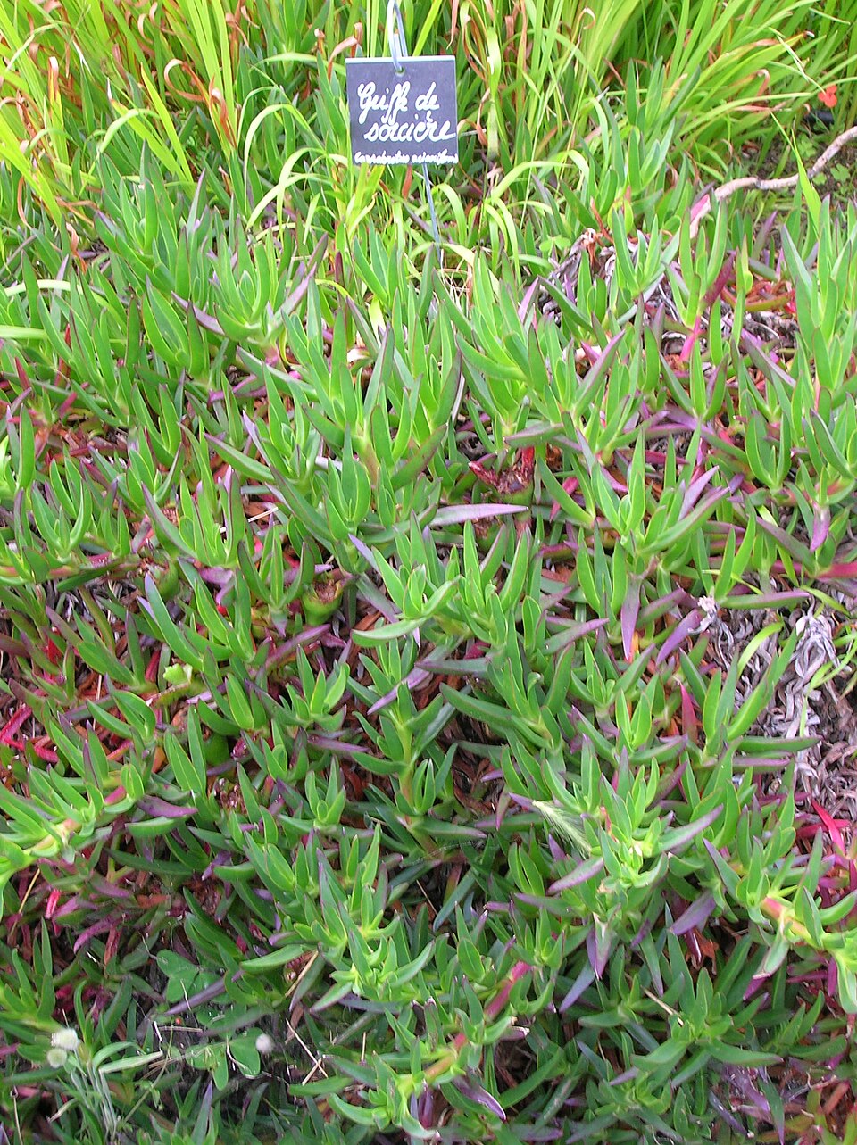 Carpobrotus edulis (sea fig)