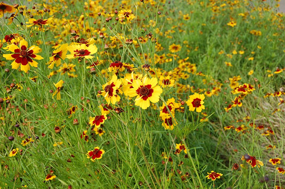 Coreopsis tinctoria (plains coreopsis)