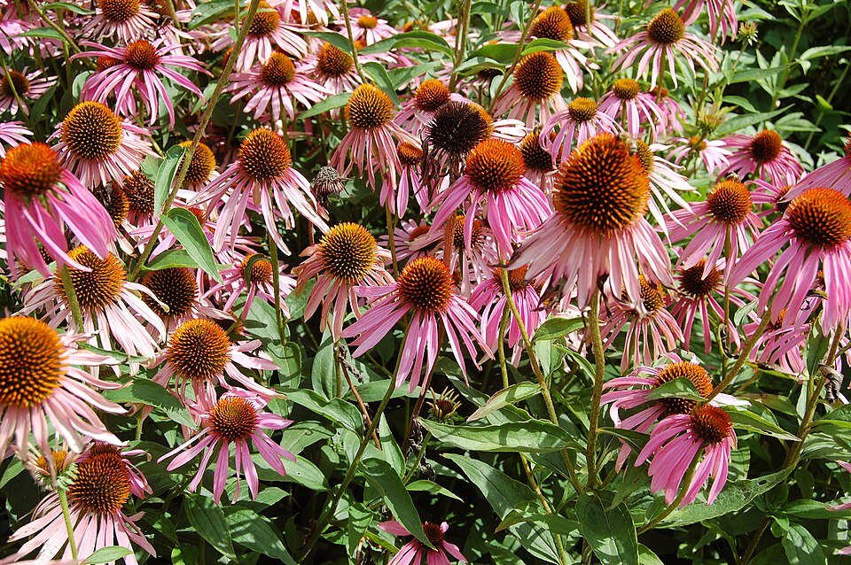Echinacea purpurea (Purple Coneflower) (alternate view 6)