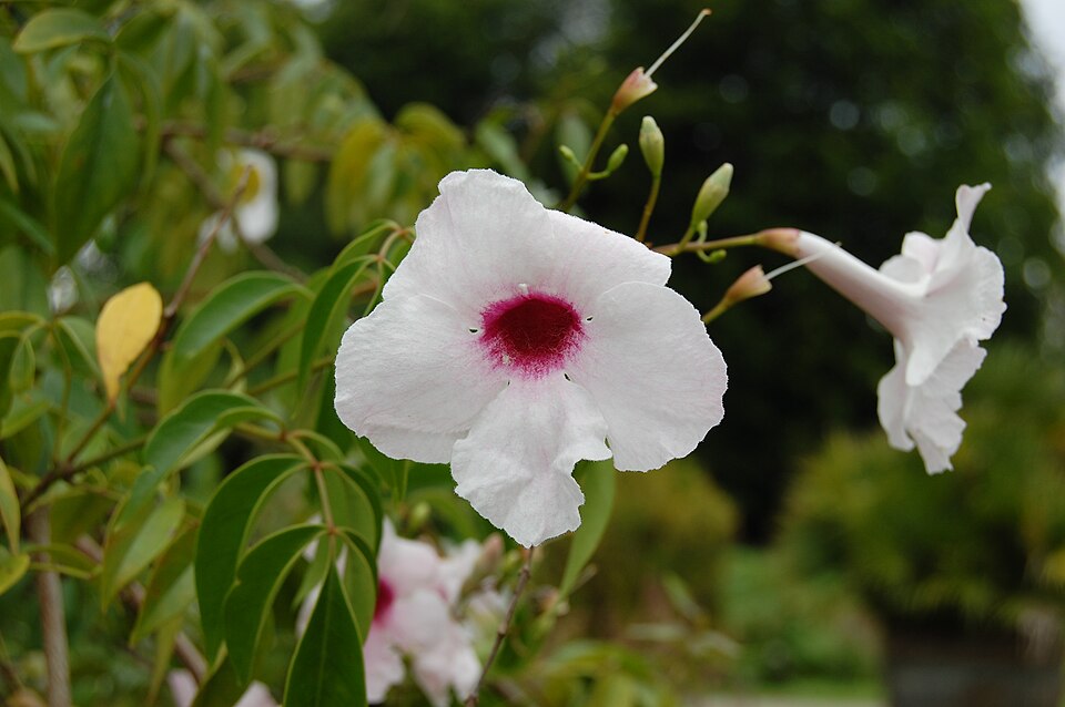 Pandorea jasminoides (Bower Plant) (alternate view 8)